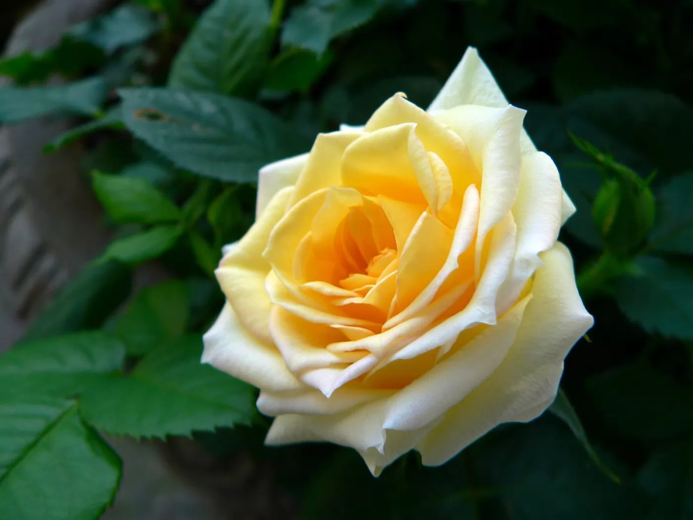 Светло-желтые розы сорта