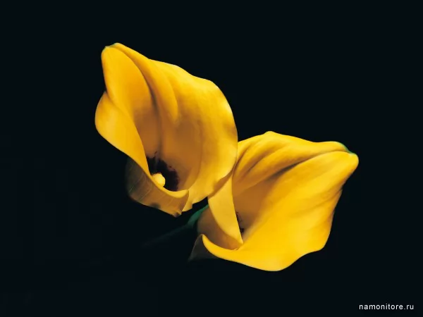 Yellow callas, Flowers