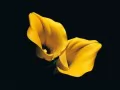 current picture: «Yellow callas»