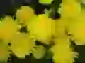Yellow dandelions