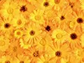 open picture: «Yellow flowers»