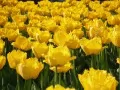 выбранное изображение: «Жёлтые тюльпаны»