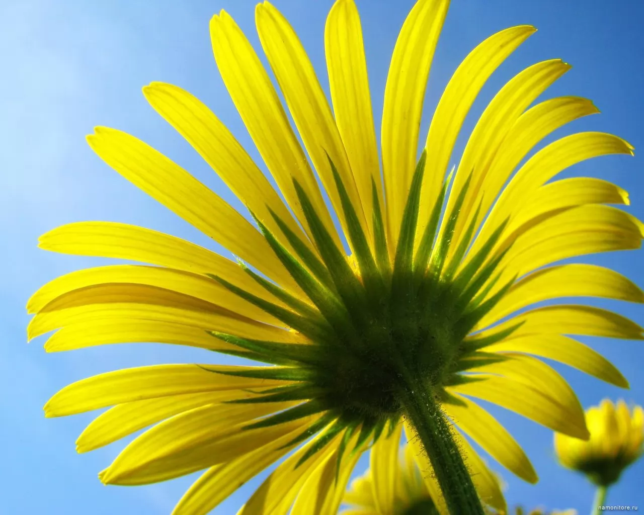 Yellow flower, best, flowers, yellow x