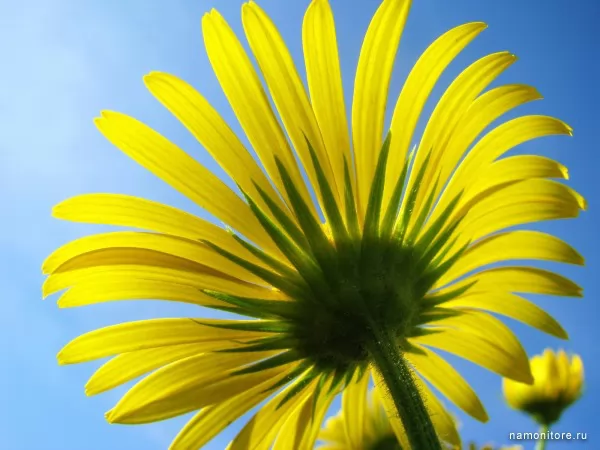 Yellow flower, Flowers
