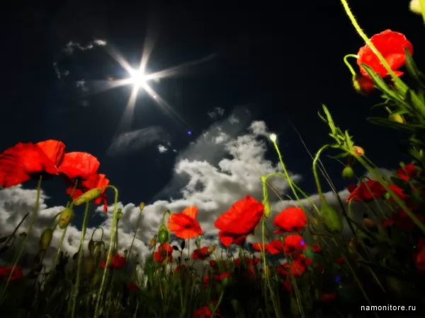Star and poppies, Flowers