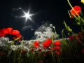 current picture: «Star and poppies»