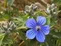 open picture: «Wild-growing dark blue flower»