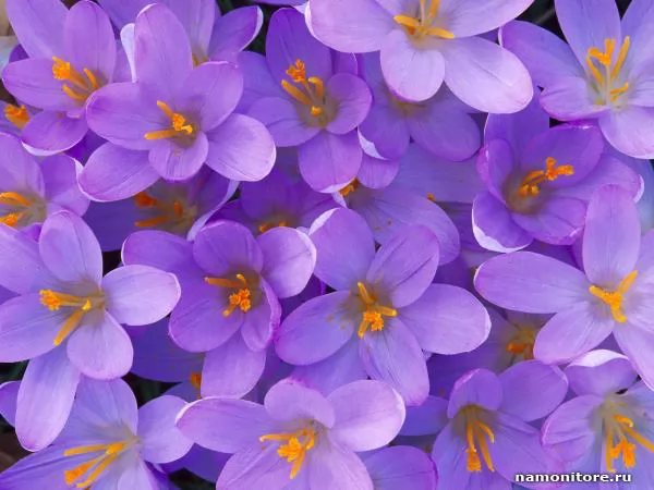 Violet flowers, Various flowers