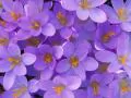 open picture: «Violet flowers»