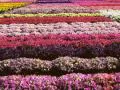 Various flowers