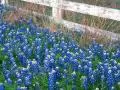 Dark blue field florets