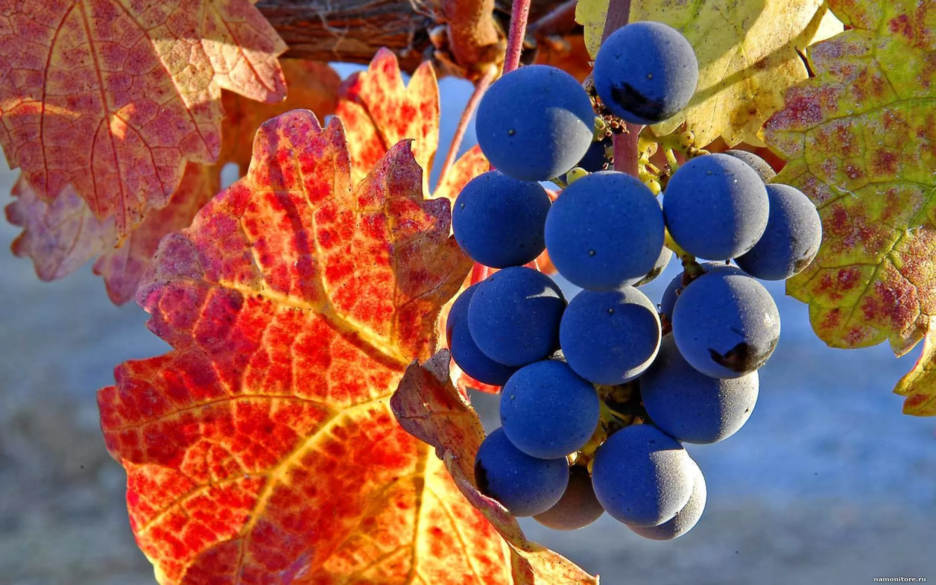 Картинки осень виноград. Виноград Каберне Совиньон. Сорт рапсодия виноград. Осенний виноград. Солнечный виноград.