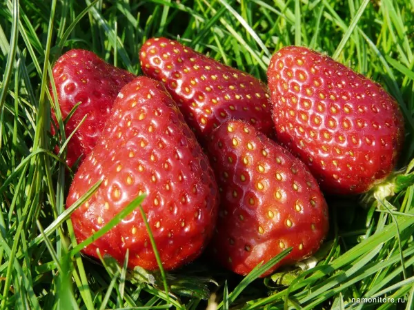 Strawberry on a grass, Meal, food, fruits