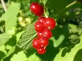 open picture: «Red currant»