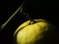 выбранное изображение: «Лимон»