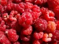 open picture: «Raspberries»