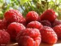 open picture: «Raspberries»