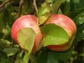 open picture: «Bulk apples»