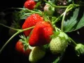 open picture: «Unripe berries»