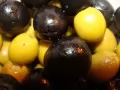 обои для рабочего стола: «Оливы и маслины»