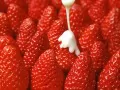 open picture: «Sharp berries»