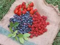выбранное изображение: «Разные ягоды»