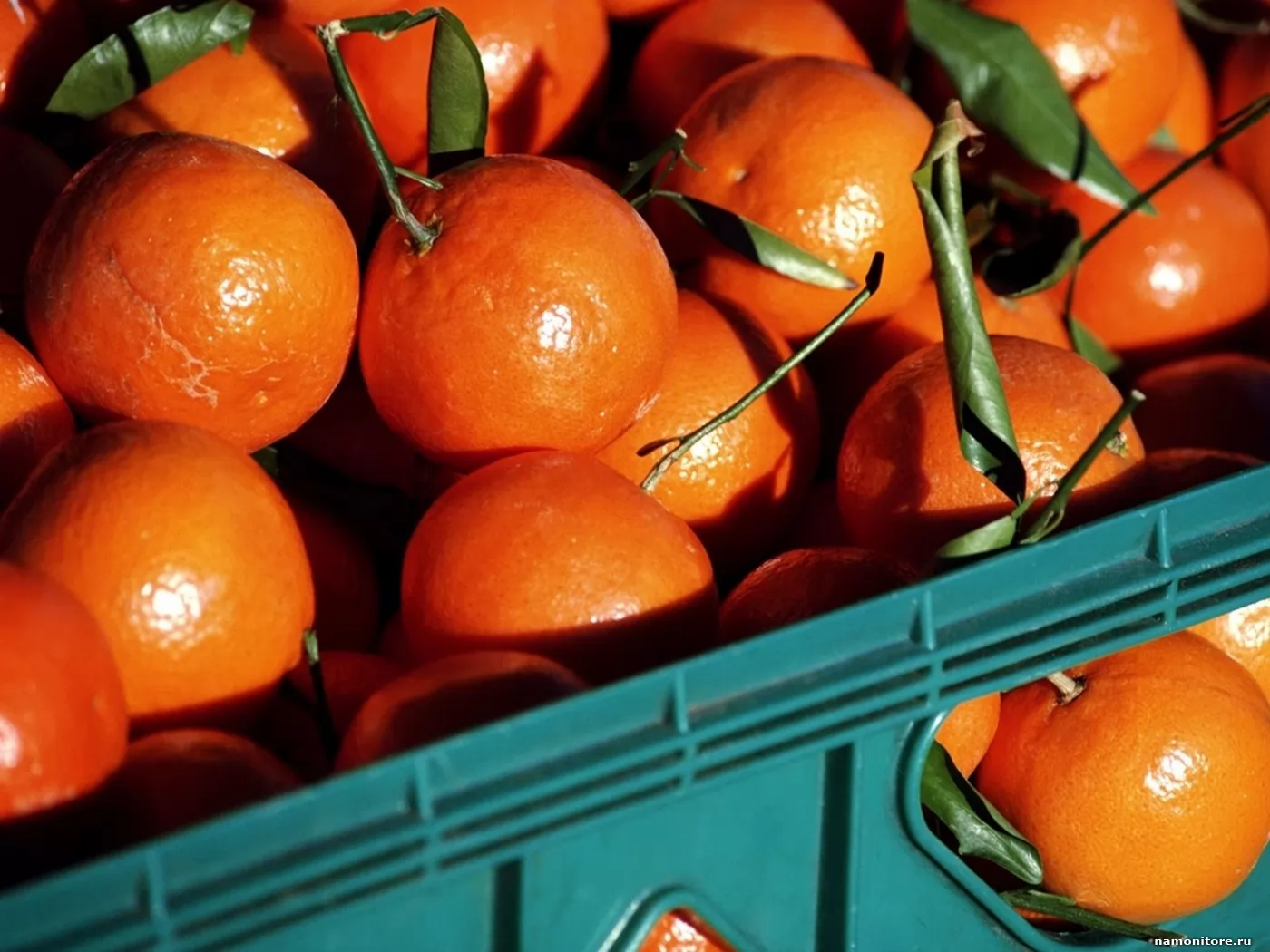 Orange collection. Сборка апельсинов. Собранные апельсины. Оранжевые фрукты в Грузии. Мандарин кросс.