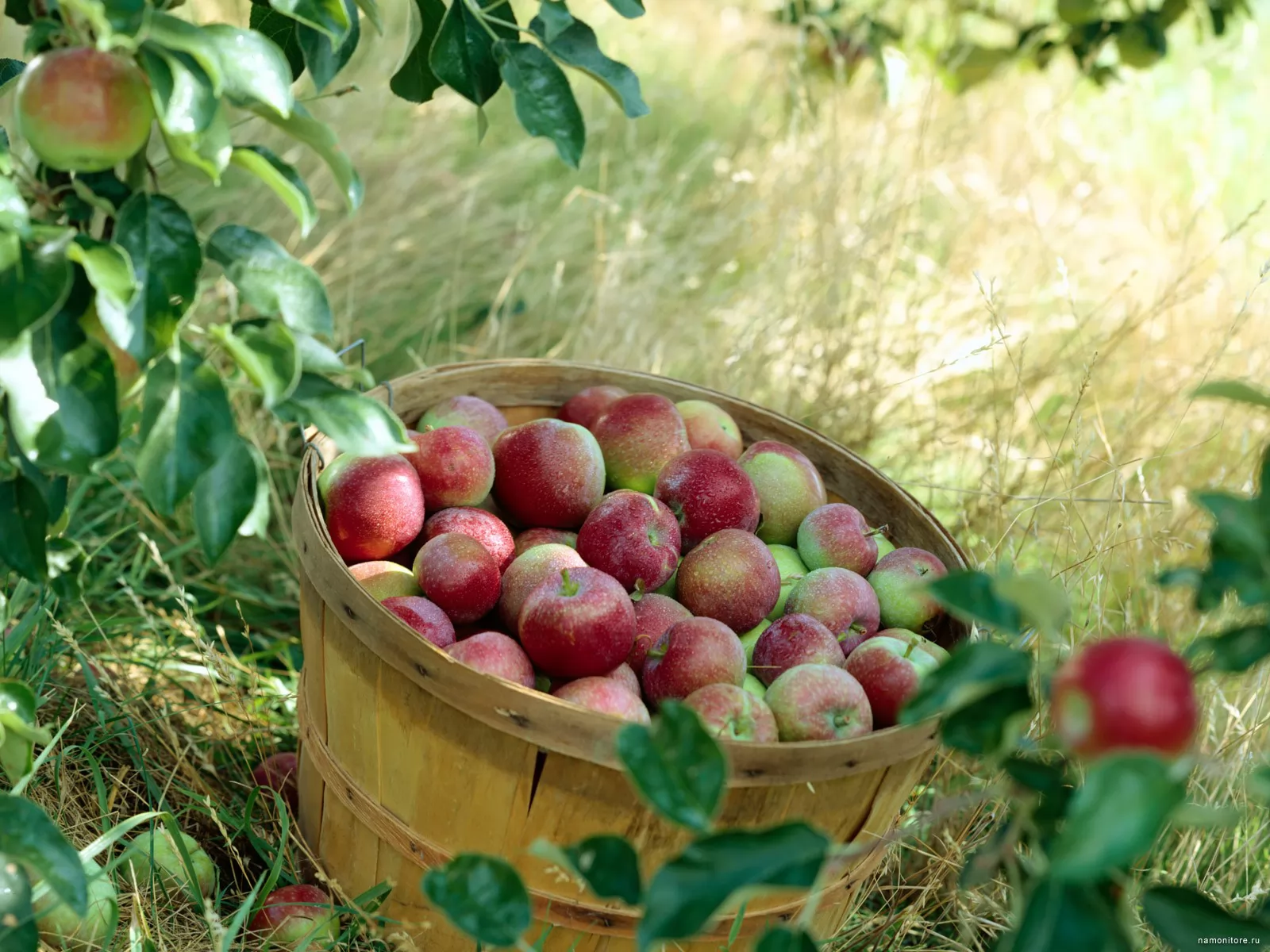 Фрукты под деревом. Плодовый сад. Фруктовые деревья для сада. Яблоки в саду. Ведро яблок.