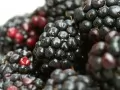 open picture: «Blackberries»