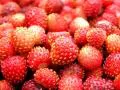 open picture: «Wild strawberry»
