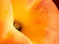 выбранное изображение: «Золотистый персик»
