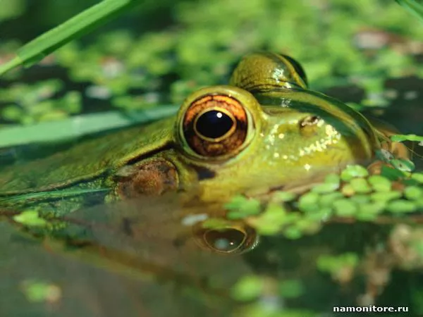 Head of a frog, Frogs