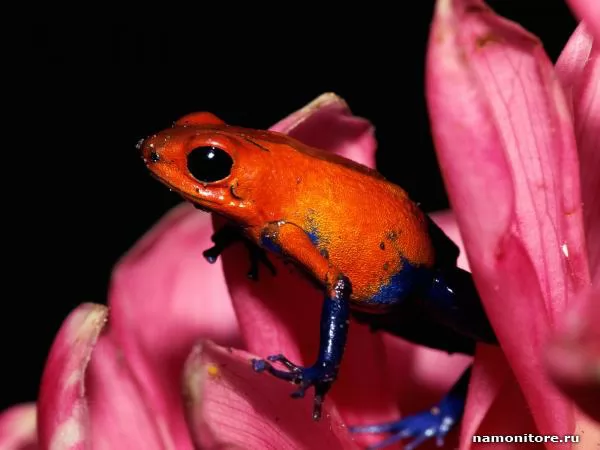 Red frog on green petals of a flower, Frogs