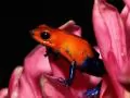Red frog on green petals of a flower
