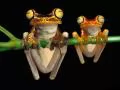 Frogs on a horizontal bar