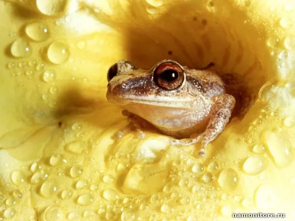 Мелкая лягушка в жёлтом цветке, Лягушки