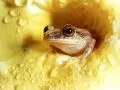 Small frog in a yellow flower