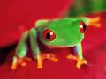Small green frog on red petals