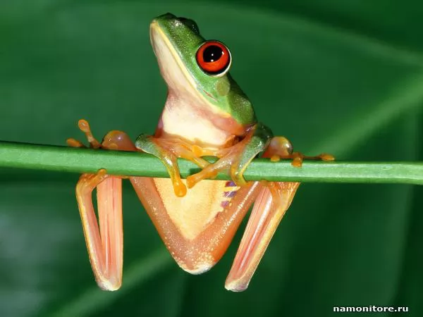 On a horizontal bar, Frogs