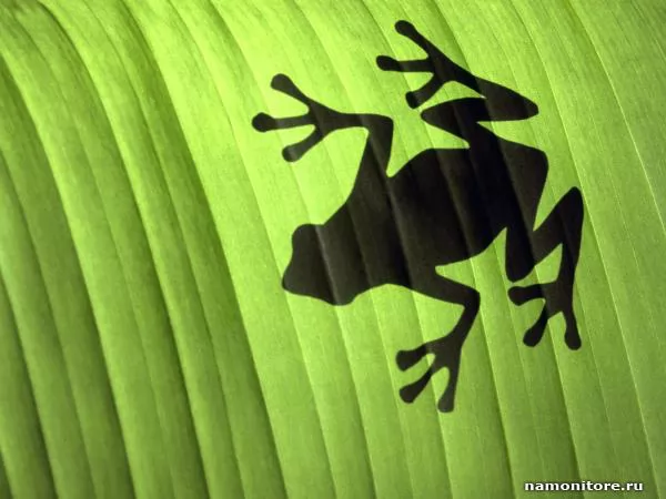 Silhouette of a frog through a leaf, Frogs