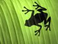 Silhouette of a frog through a leaf