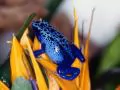 Dark blue spotty frog