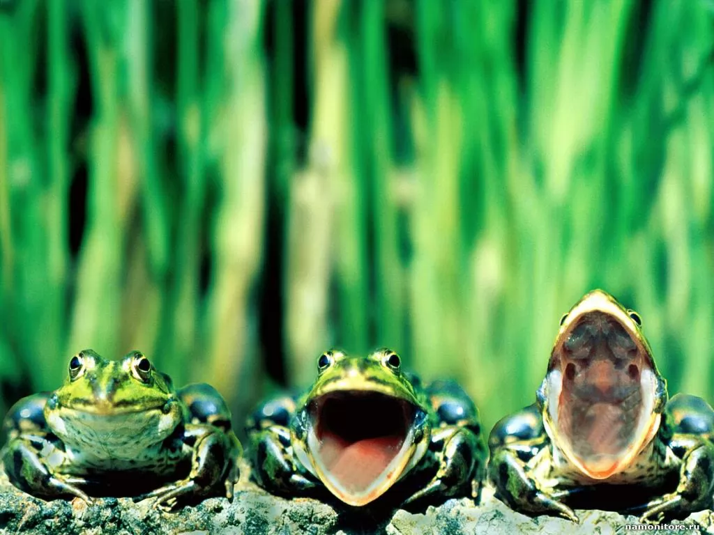 Three frogs, amphibious, frogs, green, mouth, muzzle x