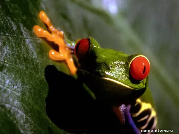 Green frog with red eyes, Frogs