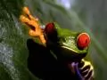 Green frog with red eyes
