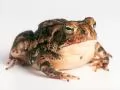 open picture: «Toad on a white background»