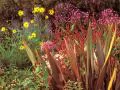 Wild garden