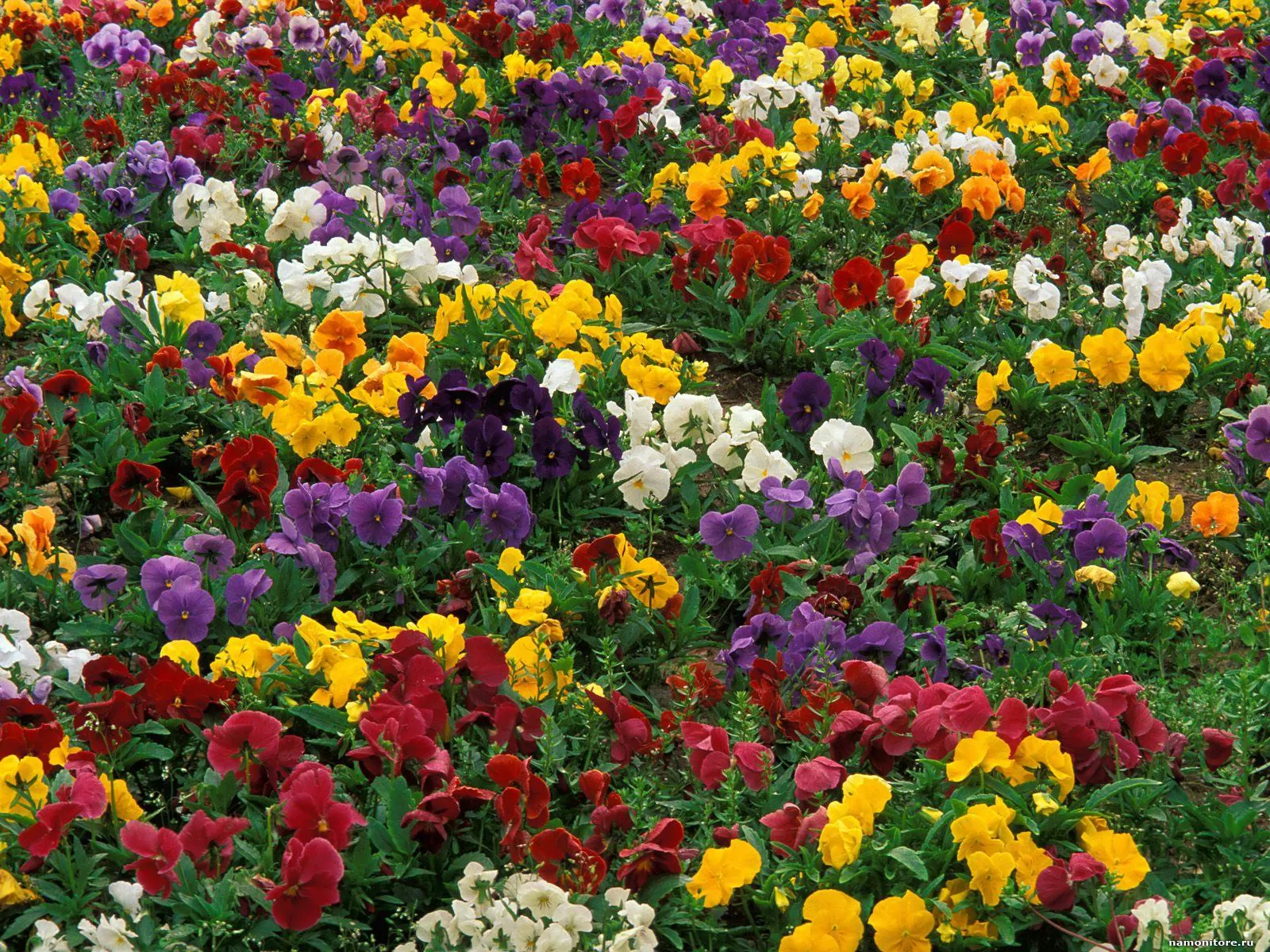 Разноцветные цветы в саду