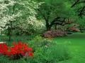 Green garden