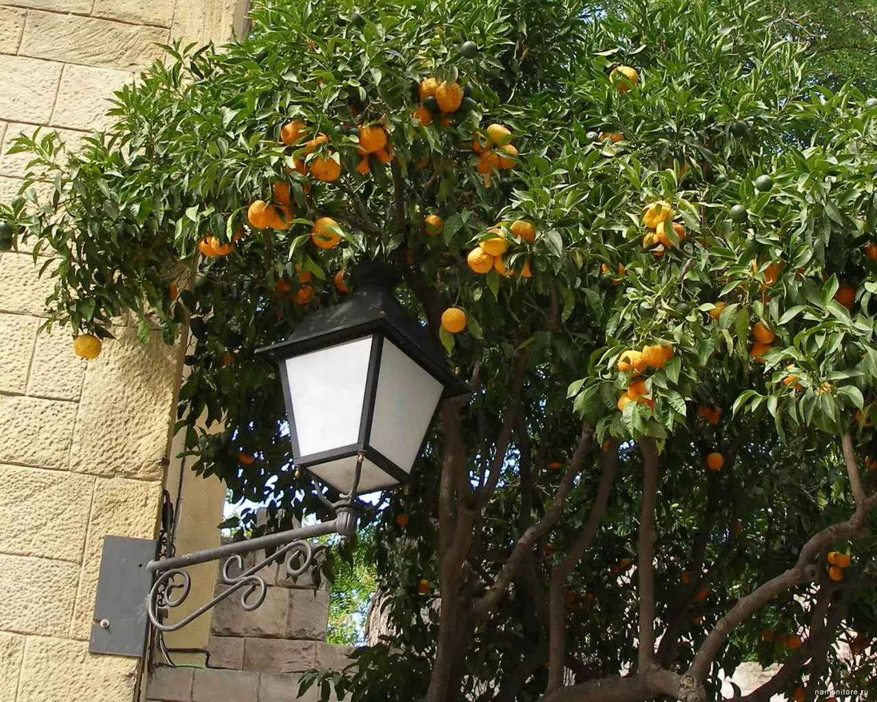 Мандарины апельсины Испании